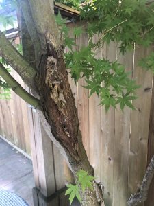 Japanese maple tree – signs of disease, I need help to find solution