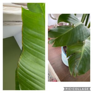 Bird of paradise plant care brown leaves