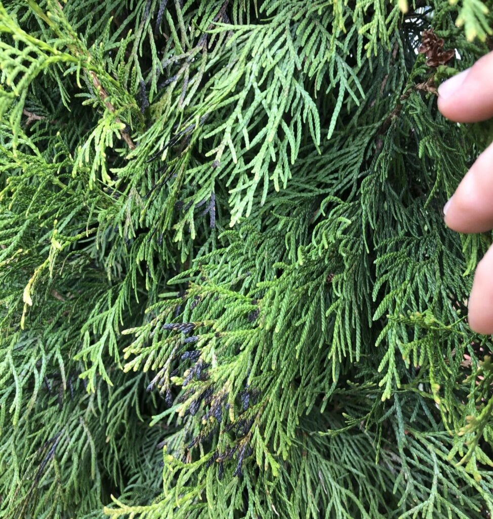 Emerald Cedar Branches – Toronto Master Gardeners
