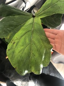 Fiddle leaf fig – black spots on leaves – Toronto Master