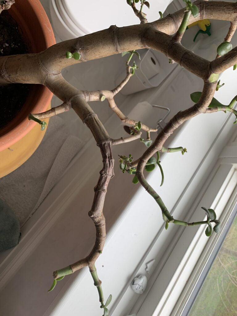 Jade leaves - Ask Extension